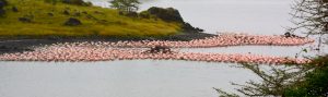 flamingos arusha national park