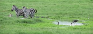 Arusha National Park