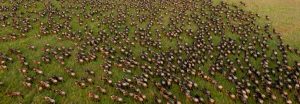 balloon safari serengeti wildebeests migration