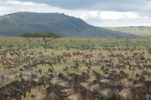 wildebeest migration safari