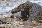 Crocodiles Wildebeests Mara-River