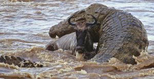 Crocodiles Wildebeests Mara-River