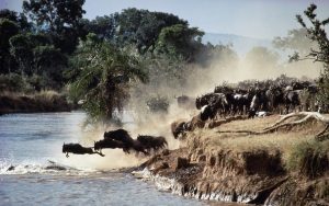 wildebeest migration safari