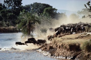 wildebeest migration safari