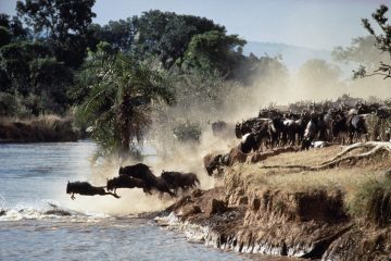 wildebeest migration safari