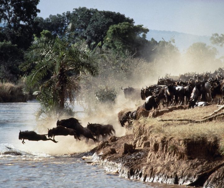 wildebeest migration safari