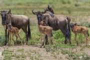 Wildebeests Calving Safari Tanzania