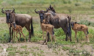 Wildebeests Calving Safari Tanzania