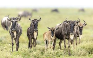 Wildebeests Migration Calving Safari Tanzania