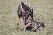 wildebeests calving safari