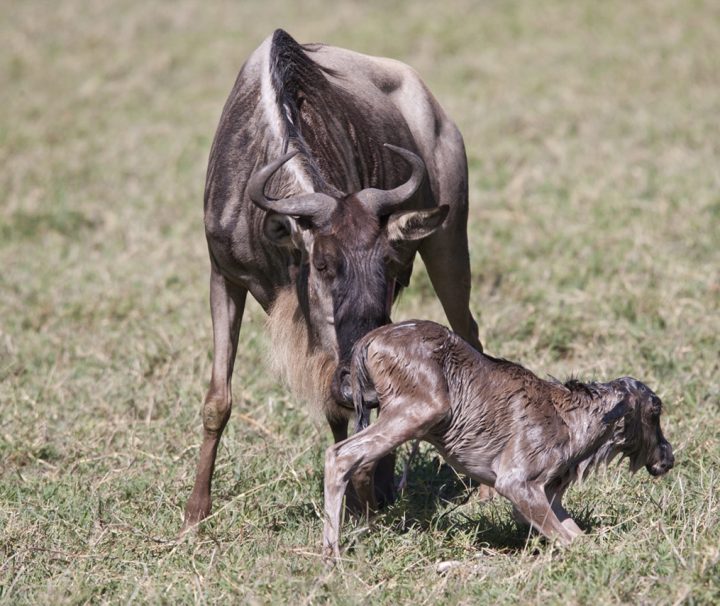 wildebeests calving safari