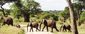 how to book a safari in Tanzania