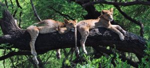 Lake Manyara National Park