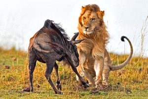 Lions of Serengeti