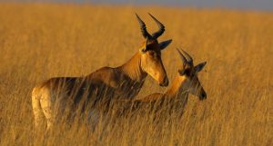 mkomazi national park