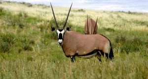 Mkomazi National Park Oryx