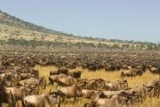 wildebeests calving safari ndutu
