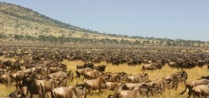 wildebeests calving safari ndutu