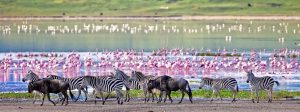 ngorongoro crater animals