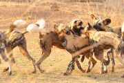 selous wild dogs