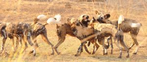 selous wild dogs