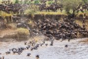 wildebeests migration Tanzania