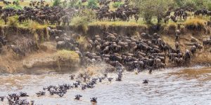 wildebeests migration Tanzania