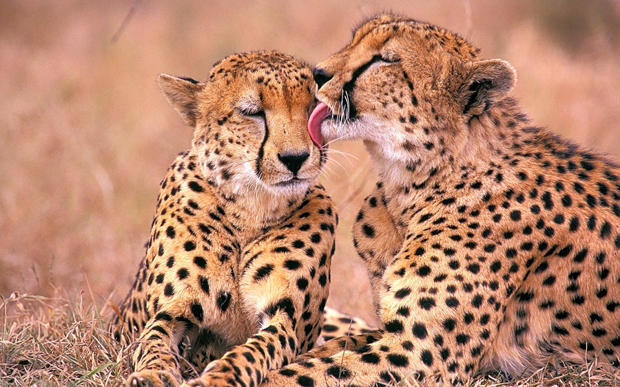 10-day Serengeti safari and Zanzibar beach