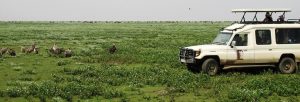 tanzania safari game drives