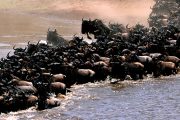 great migration Tanzania