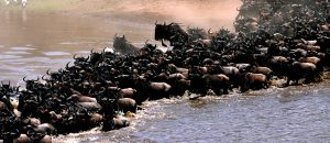 great migration Tanzania