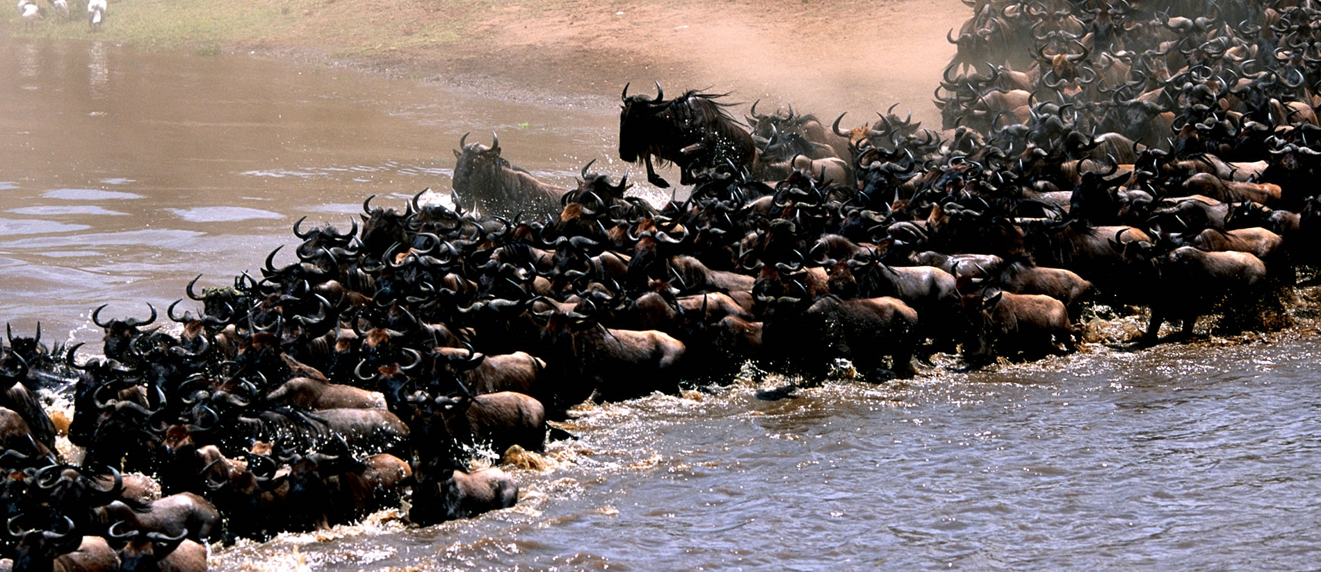 great migration Tanzania