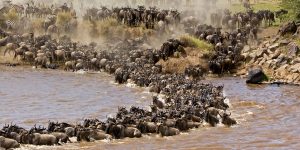 wildebeests migration safari in Tanzania