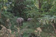 Elephants Lake Manyara