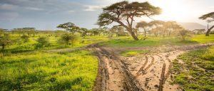 Safari in Tanzania