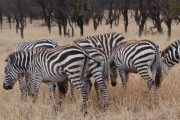 north Serengeti safari