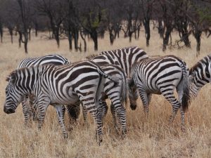 north Serengeti safari