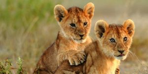 Lion cubs Tanzania