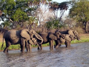 Selous Game Reserve Tanzania