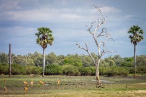 selous-tanzania-wildlife