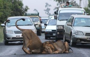 SGR Nairobi National Park