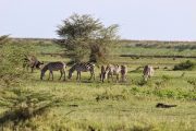 zebras at Lake Manyara