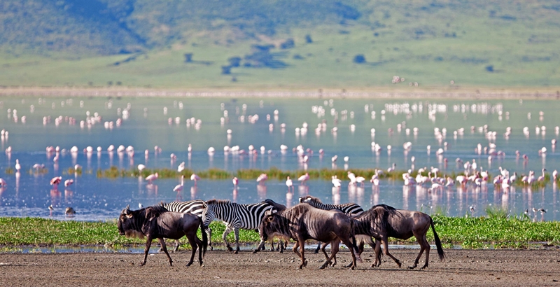 Group Tanzania Safari