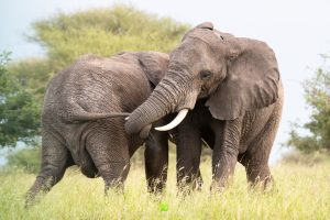 4 day safari Serengeti elephants