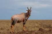 4 days Tanzania safari Serengeti topi