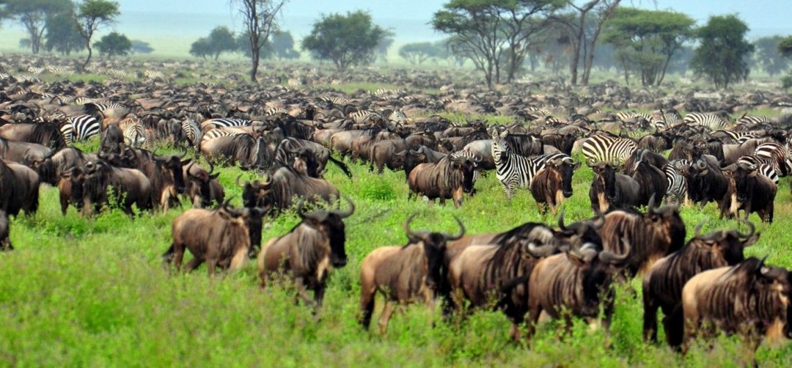 Wildebeests Migration Safari Ndutu