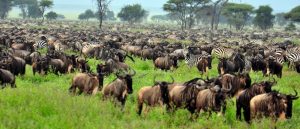 Wildebeests Migration Safari Ndutu