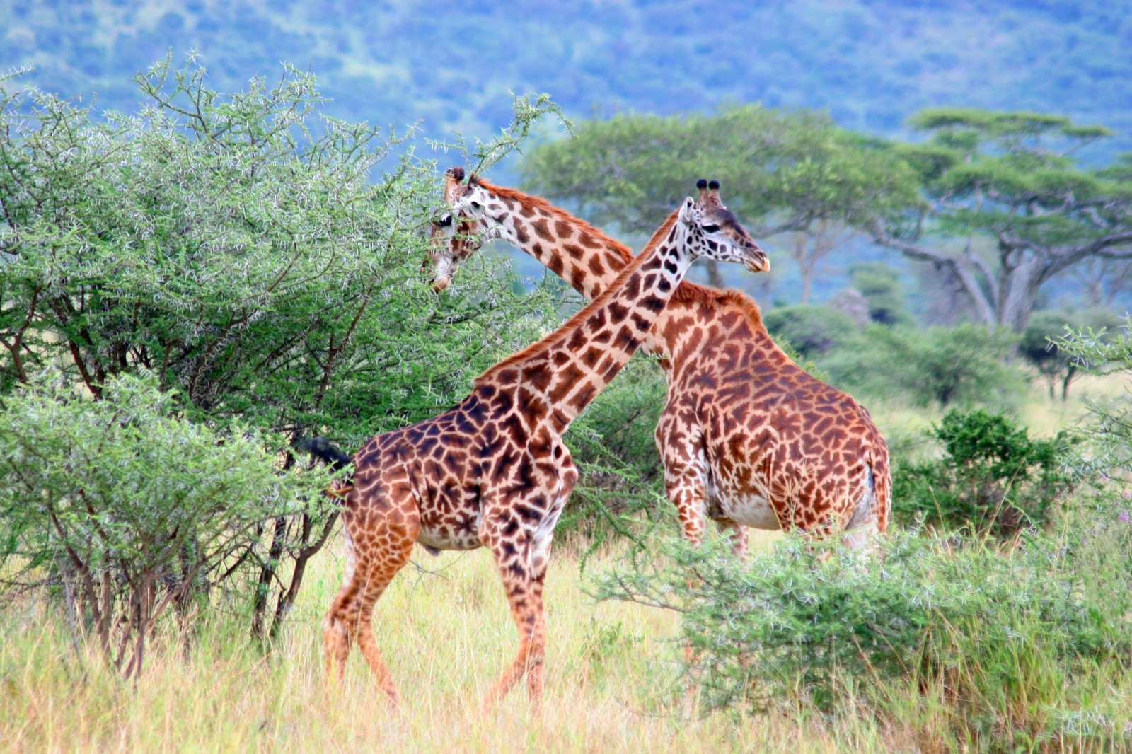 combined safari zanzibar 8 days