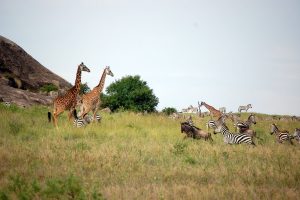 Tanzania safari Serengeti
