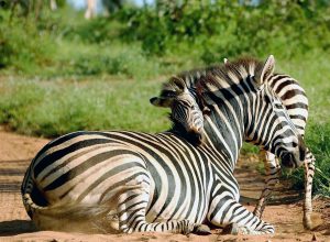 Tanzania Zanzibar family